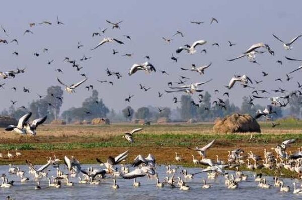 J&K: A Dream Destination: Gharana Wetland
